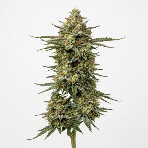 The Soap cannabis Mature Flowering Cola