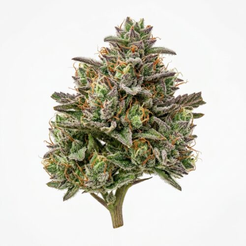 Think Tank cannabis Bud Close-up