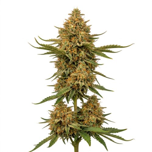 Titan Express cannabis Mature Flowering Cola