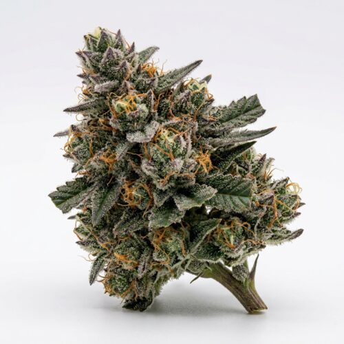 Toad Venom cannabis Bud Close-up