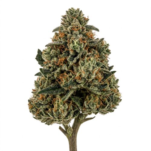 Wedding Cake cannabis Bud Close-up