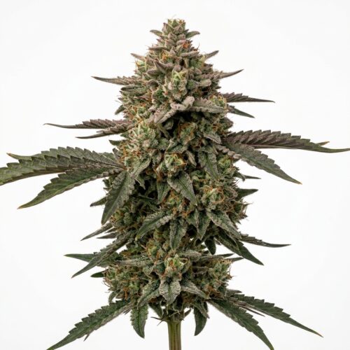 Wedding Cake cannabis Mature Flowering Cola