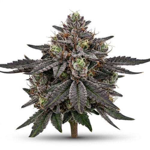 White Truffle cannabis Bud Close-up
