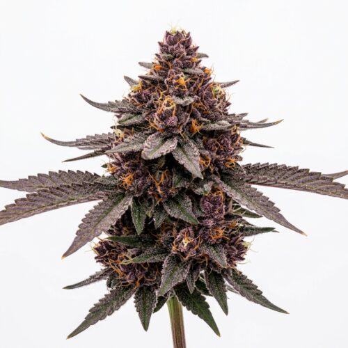 Whitethorn Rose cannabis Bud Close-up