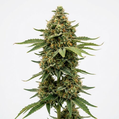 Zoapinator cannabis Mature Flowering Cola