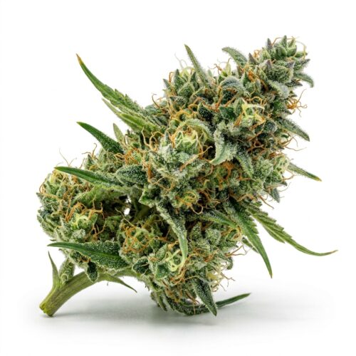 blue dream cannabis Bud Close-up