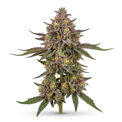 candy nerds cannabis Mature Flowering Cola