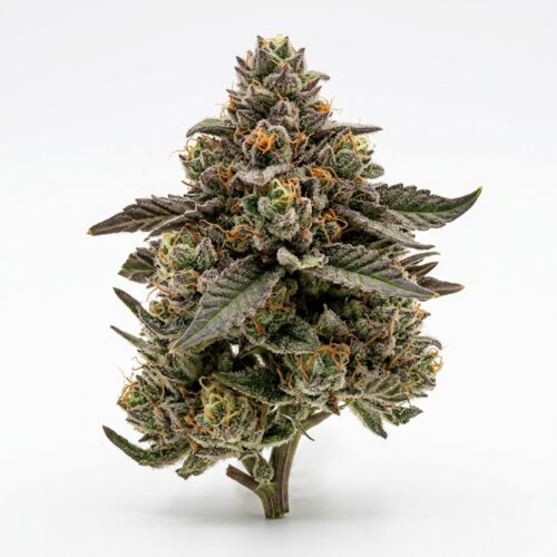 candy runtz cannabis Bud Close-up