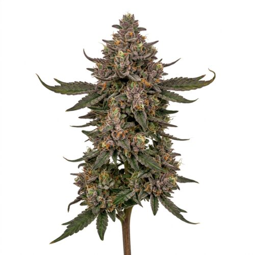 candy runtz cannabis Mature Flowering Cola
