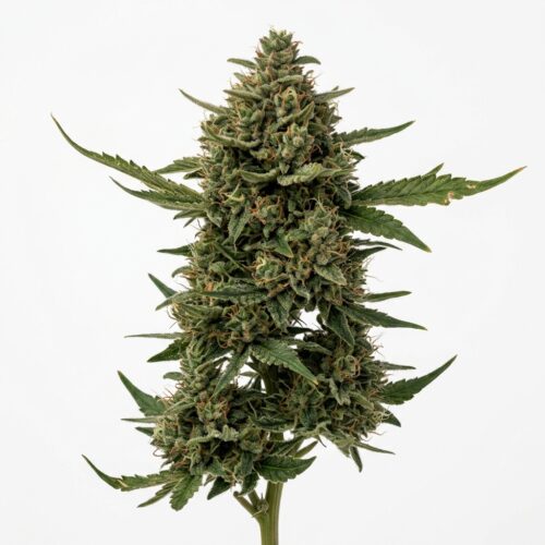 cherry chanel cannabis Mature Flowering Cola