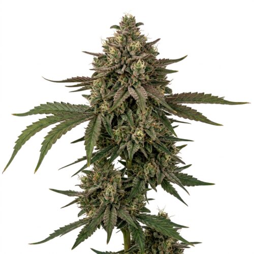 cherry gas cannabis Mature Flowering Cola