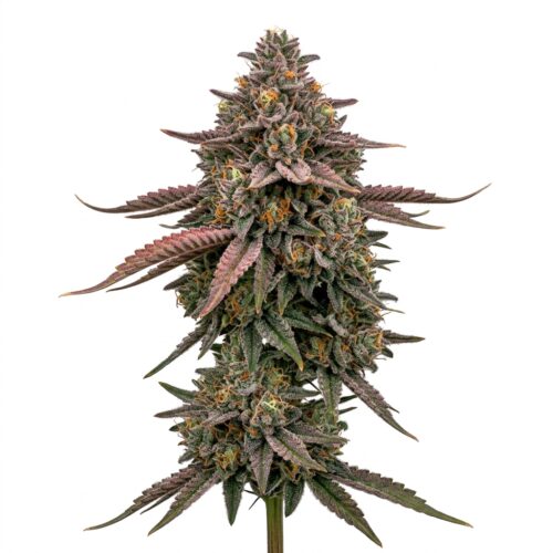 cherry paloma cannabis Mature Flowering Cola