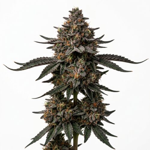 gelato cannabis Mature Flowering Cola
