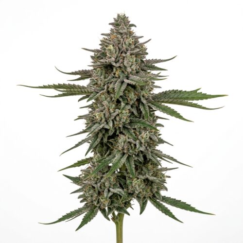 jet fuel runtz cannabis Mature Flowering Cola
