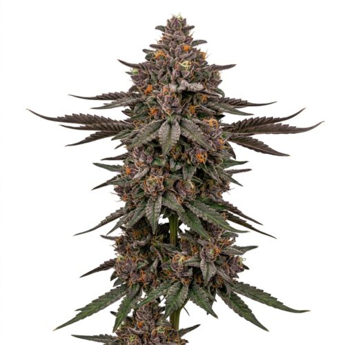 lemon cherry gelato cannabis Mature Flowering Cola