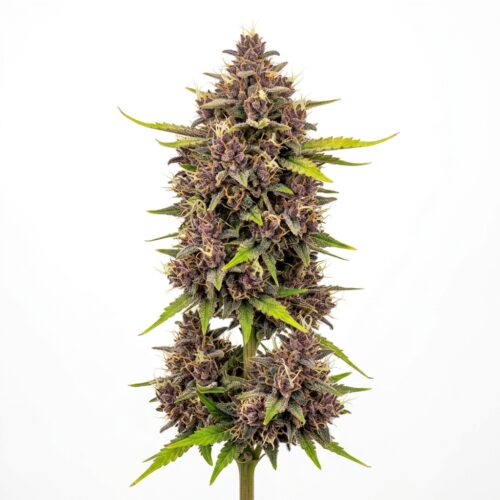 lemon cherry sherbet cannabis Mature Flowering Cola