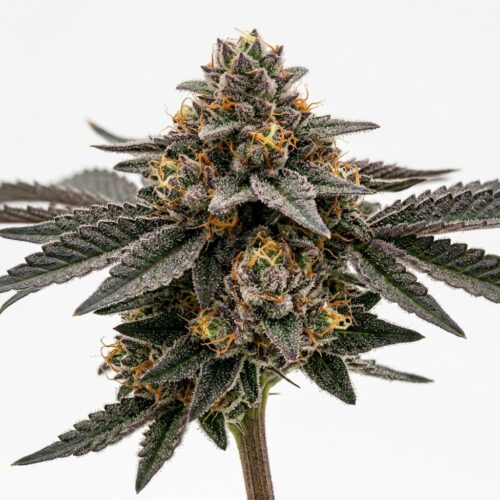 mango runtz cannabis Bud Close-up