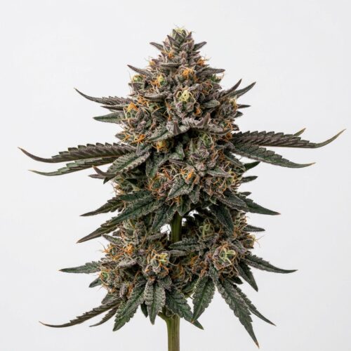 mango runtz cannabis Mature Flowering Cola
