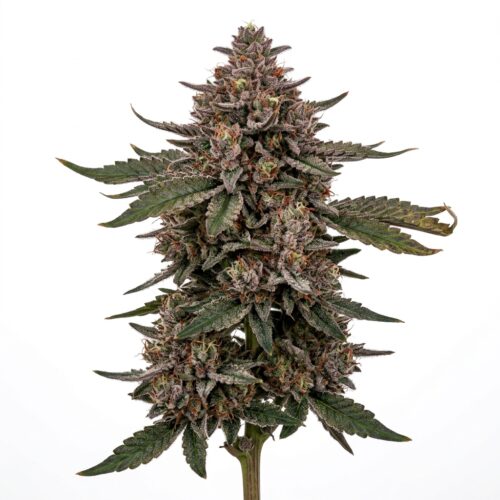 rainbow runtz cannabis Mature Flowering Cola