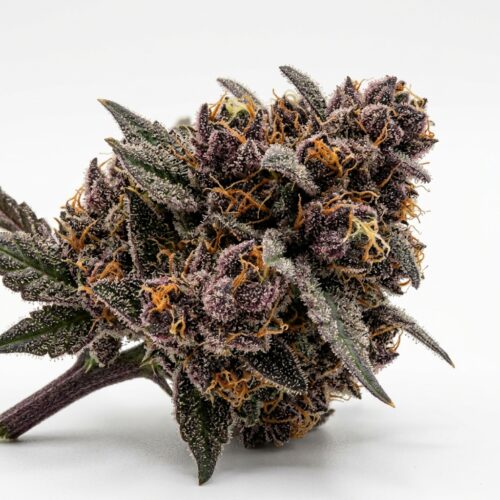 red rock runtz cannabis Bud Close-up