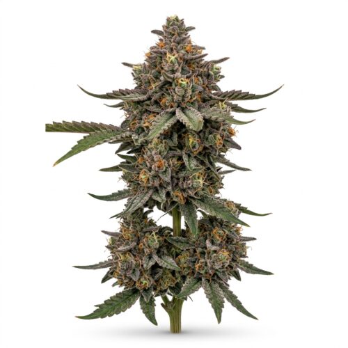 red rock runtz cannabis Mature Flowering Cola