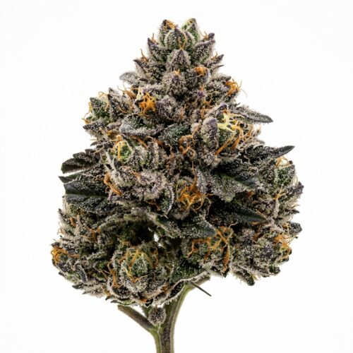 runtz cannabis Bud Close-up
