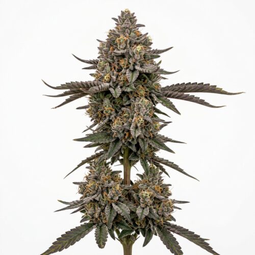 runtz cannabis Mature Flowering Cola