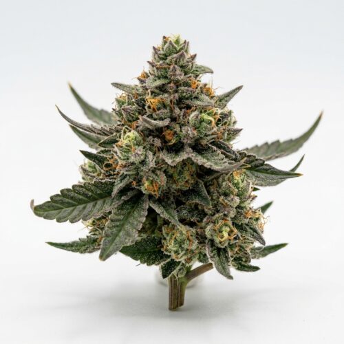 sour runtz cannabis Bud Close-up