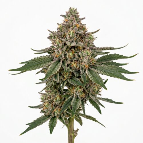 sour runtz cannabis Mature Flowering Cola