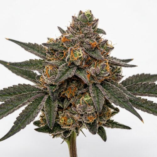 super runtz cannabis Bud Close-up