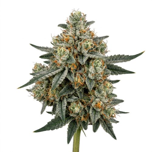 white cherry cannabis Bud Close-up