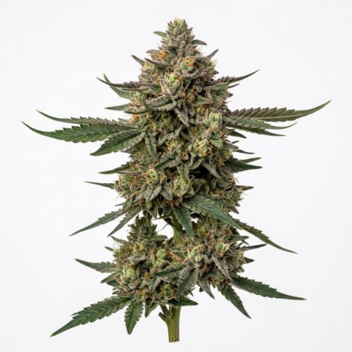 zkittlez cannabis Mature Flowering Cola