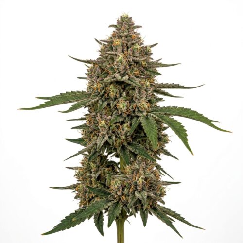 95 cookies cannabis Mature Flowering Cola