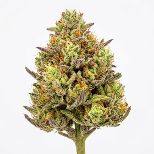 Agent Z cannabis Bud Close-up