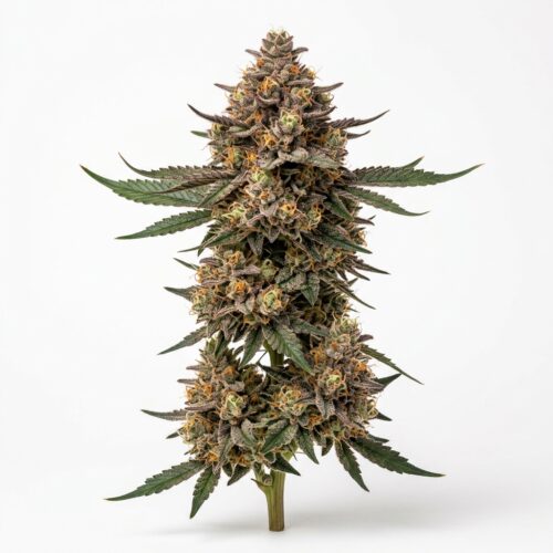 Residual Sugar cannabis Mature Flowering Cola