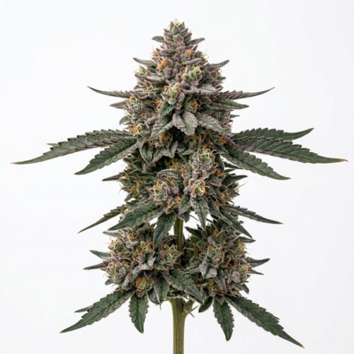 frozen bag cannabis Mature Flowering Cola