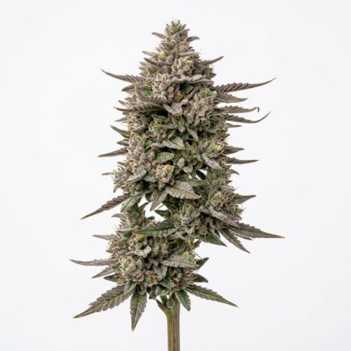 gelato runts cannabis Mature Flowering Cola