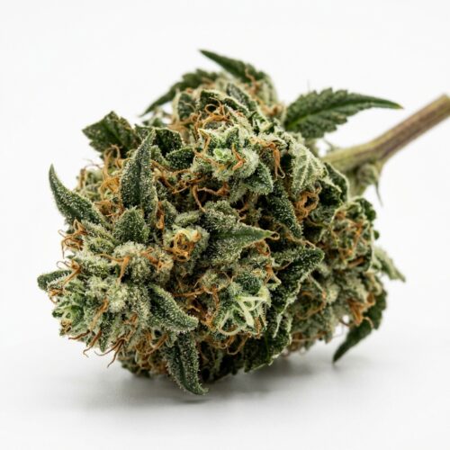 jack's delight cannabis Bud Close-up