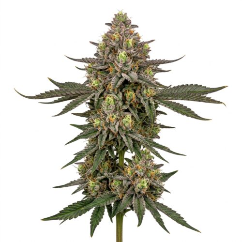 moneybagg runtz cannabis Mature Flowering Cola