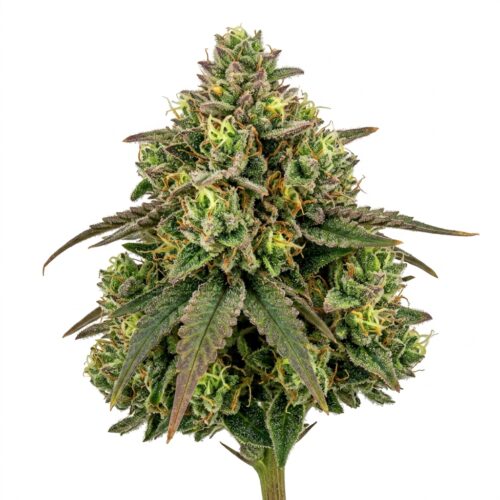 ocean fruit cannabis Bud Close-up