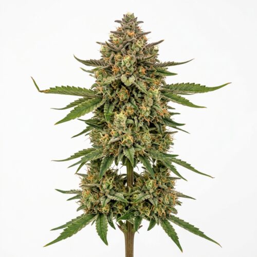 peach panther cannabis Mature Flowering Cola