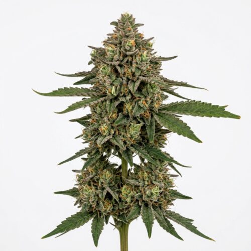 sky kush cake cannabis Mature Flowering Cola