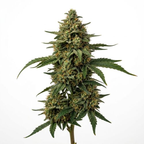 skywalker kush cannabis Mature Flowering Cola