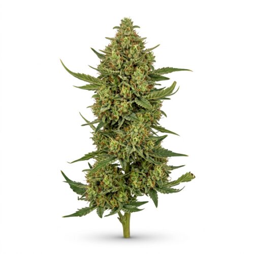 trap queen cannabis Mature Flowering Cola