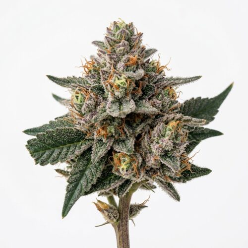 98k cannabis Bud Close-up