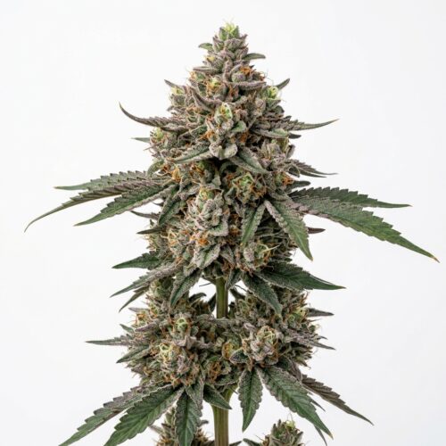 98k cannabis Mature Flowering Cola