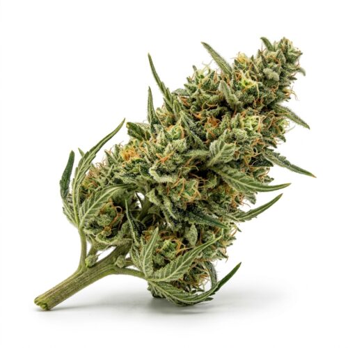 Ajs Sour Diesel cannabis Bud Close-up