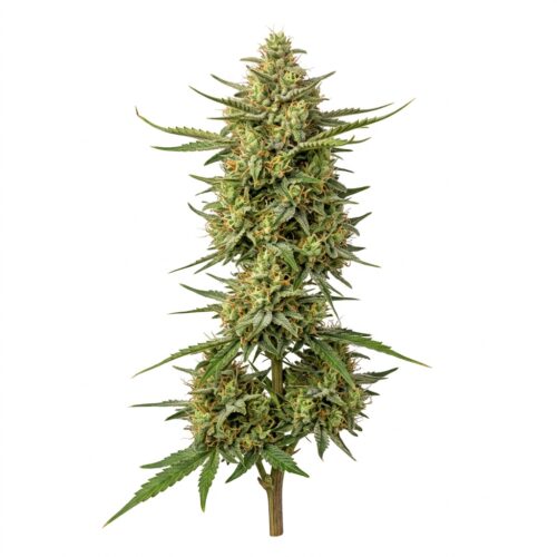 Ajs Sour Diesel cannabis Mature Flowering Cola
