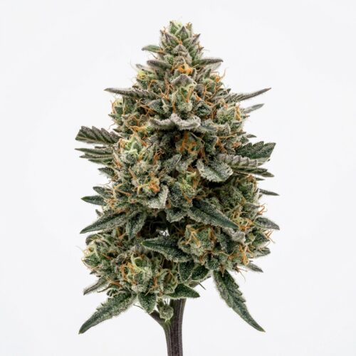 Alaskan Unicorn cannabis Bud Close-up