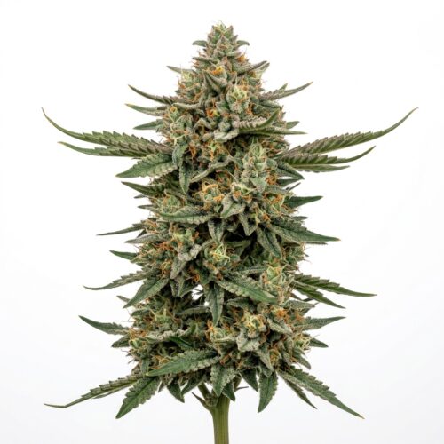 Alaskan Unicorn cannabis Mature Flowering Cola